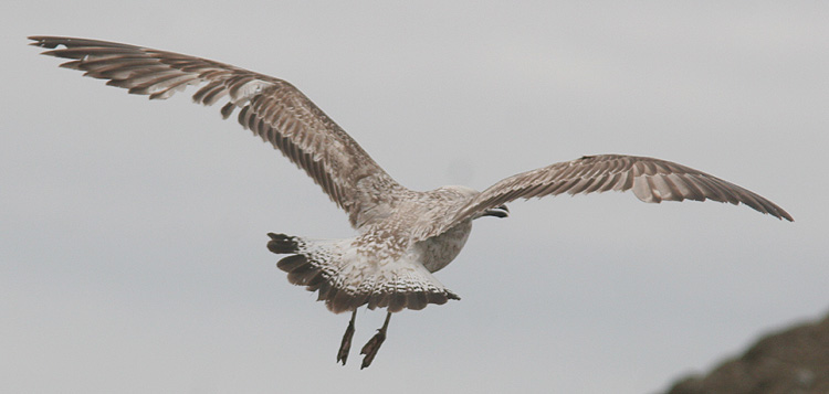 Larus cachinnans