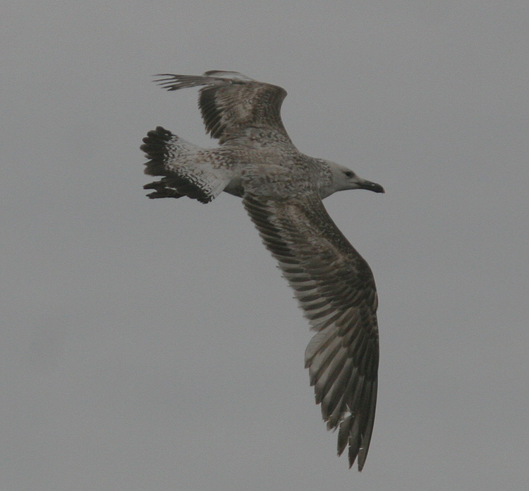 Larus cachinnans