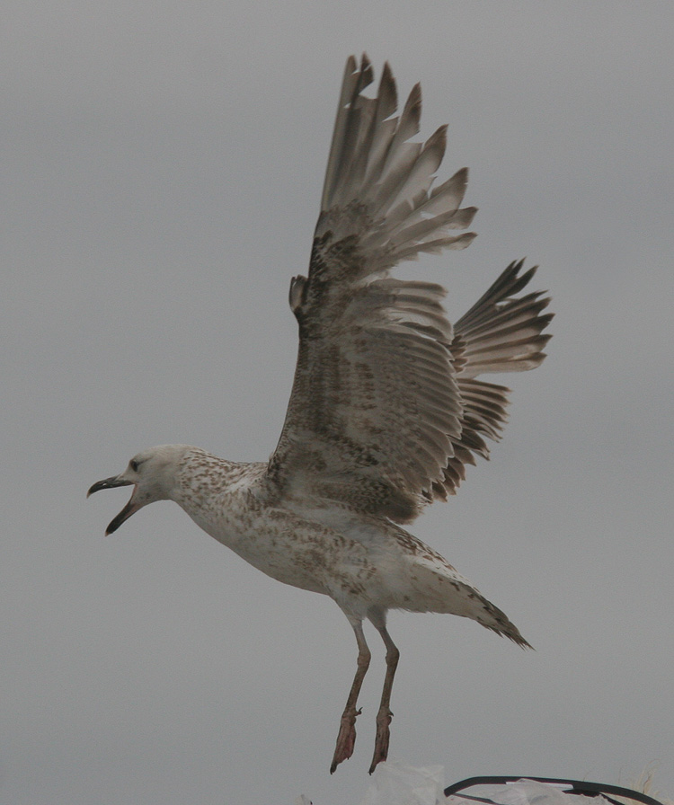 Larus cachinnans