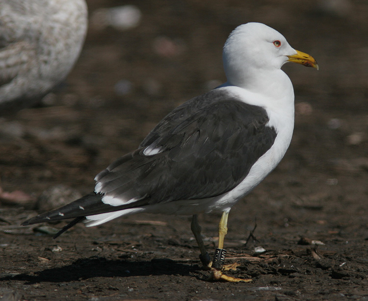 Larus fuscus