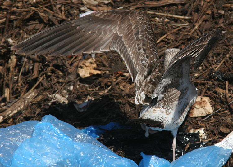Larus fuscus