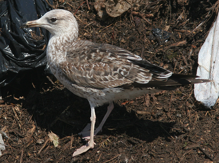 Larus fuscus