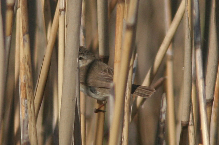 Acrocephalus agricola