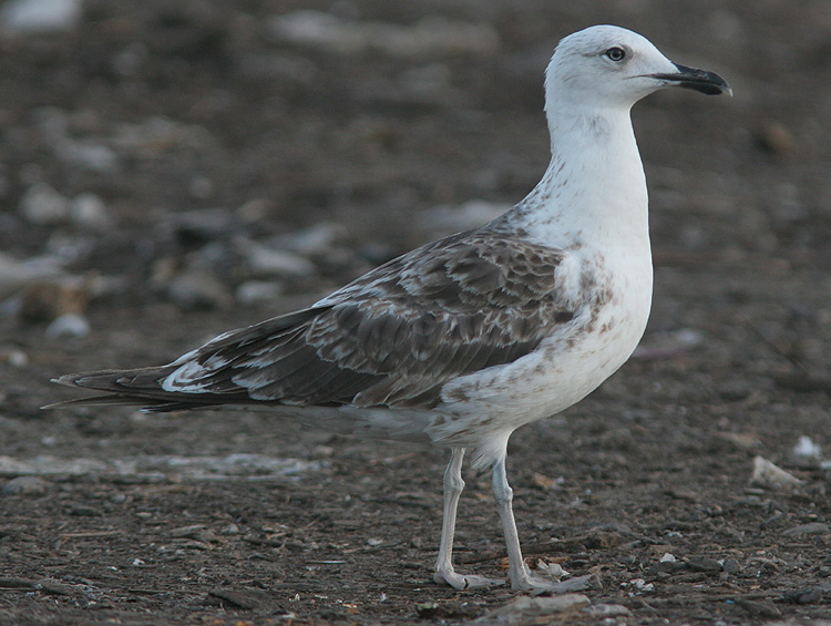 Larus fuscus
