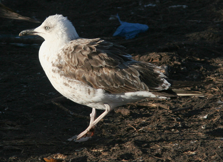 Larus fuscus