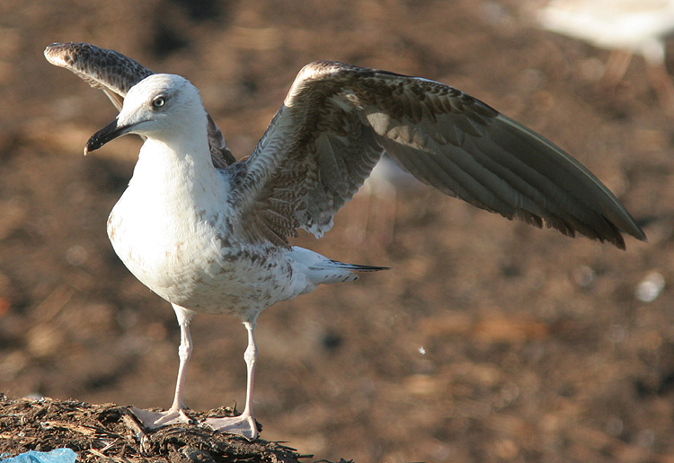 Larus fuscus