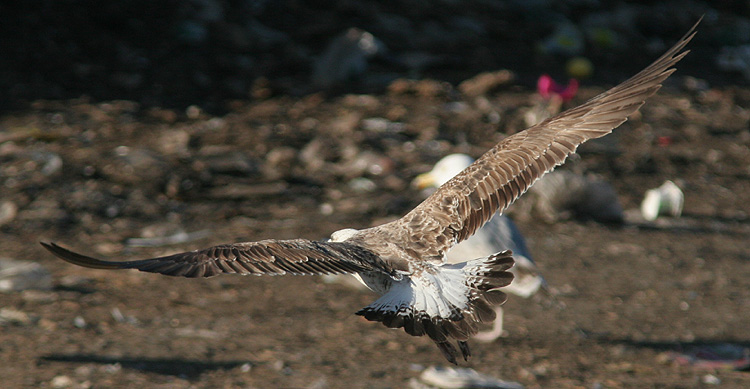 Larus fuscus