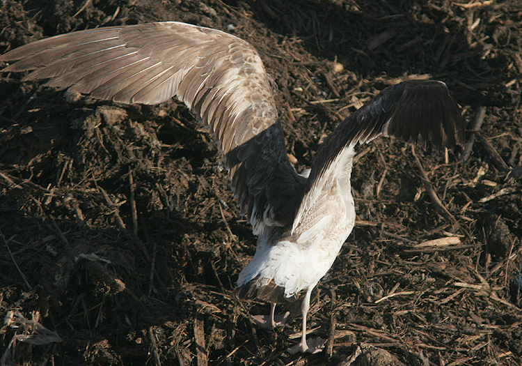 Larus (f.) heuglini