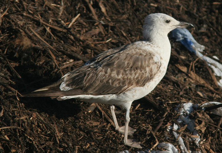 Larus (f.) heuglini