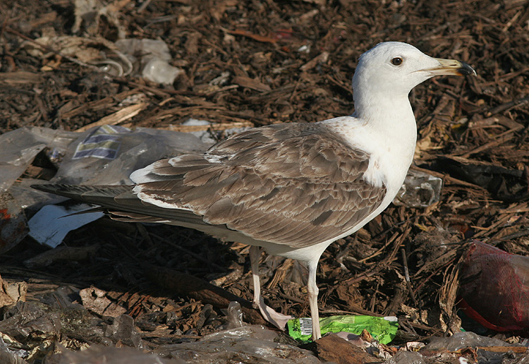Larus fuscus
