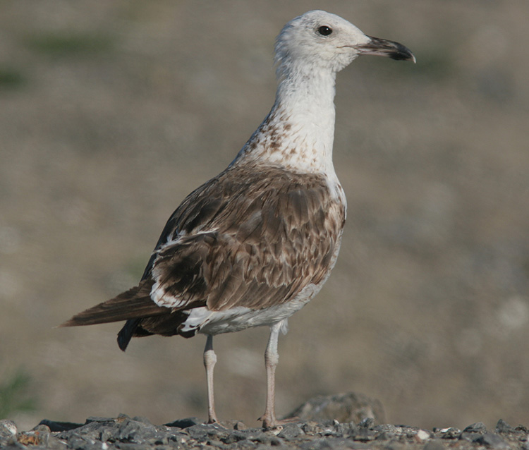 Larus (f.) heuglini