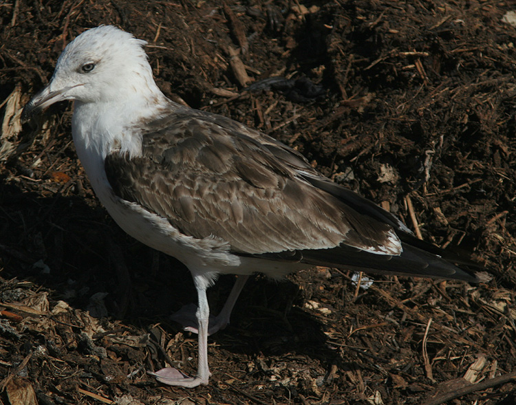 Larus fuscus