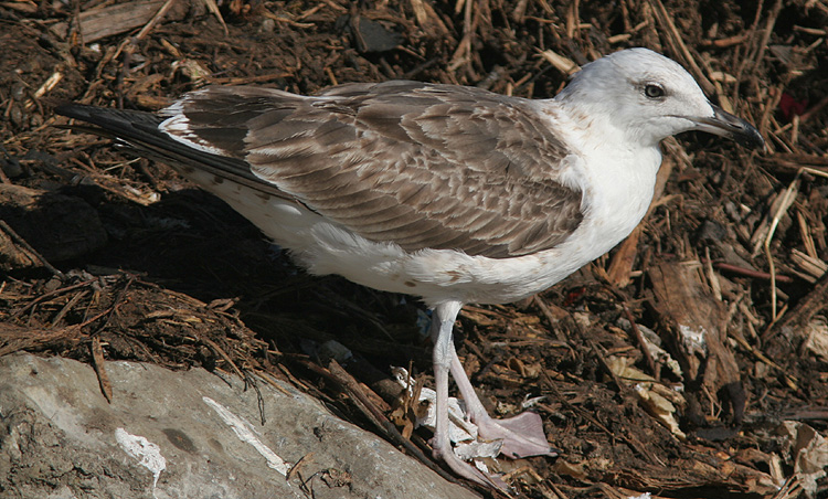 Larus fuscus
