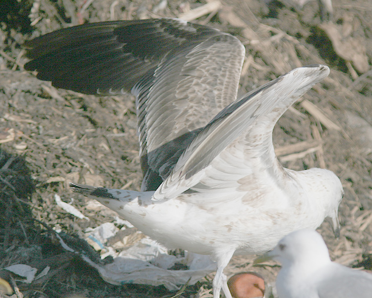 Larus fuscus