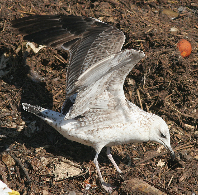 Larus (f.) heuglini