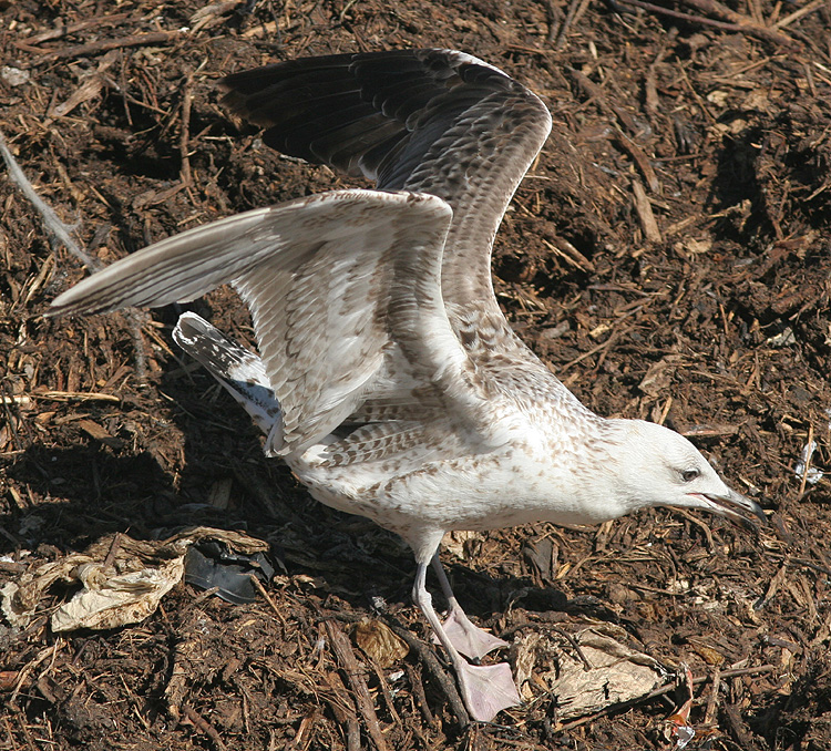 Larus (f.) heuglini