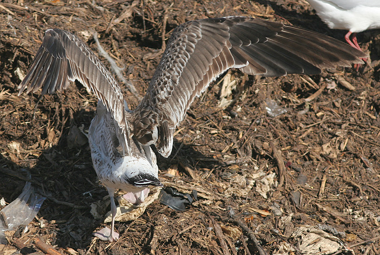 Larus (f.) heuglini