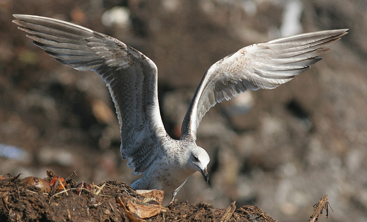 Larus (f.) heuglini
