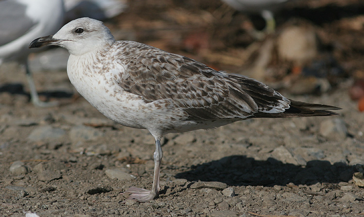 Larus (f.) heuglini