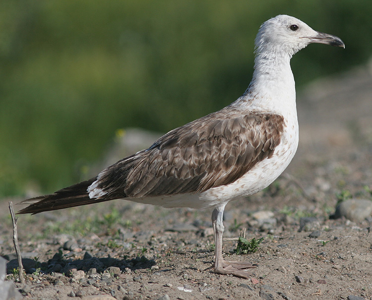 Larus (f.) heuglini