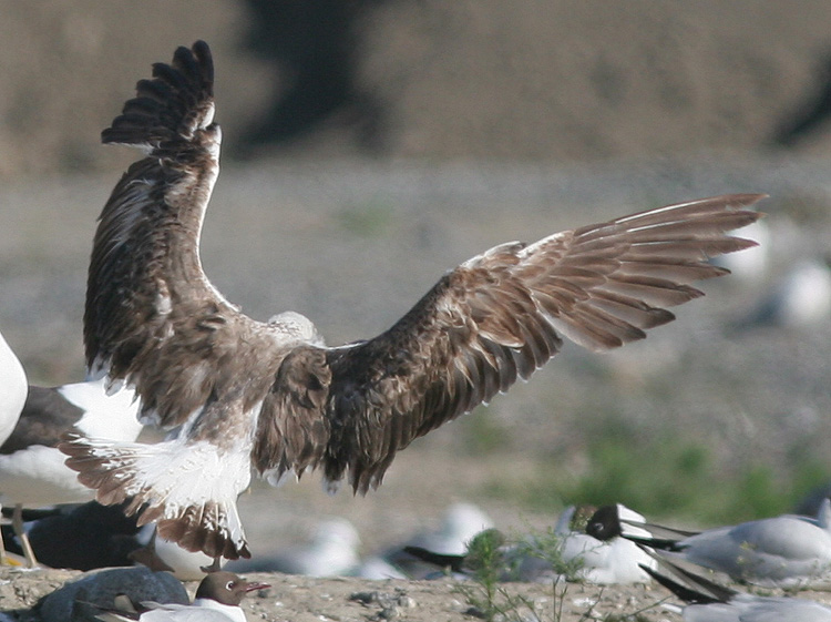 Larus (f.) heuglini