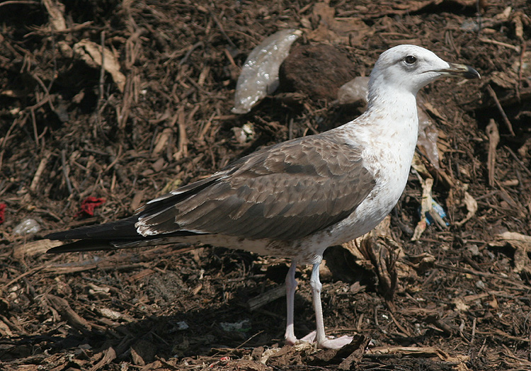 Larus fuscus
