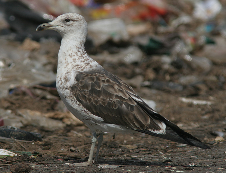 Larus fuscus