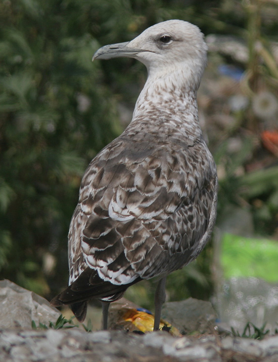 Larus fuscus