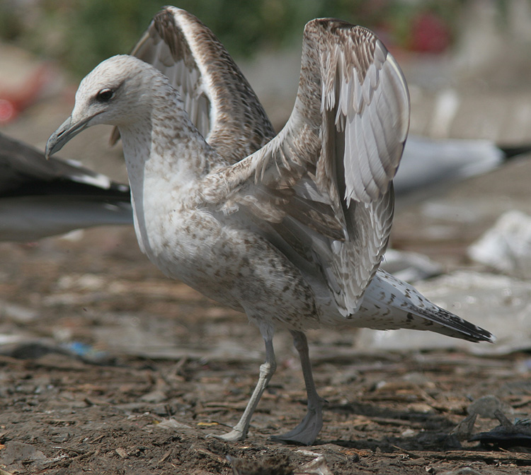 Larus fuscus