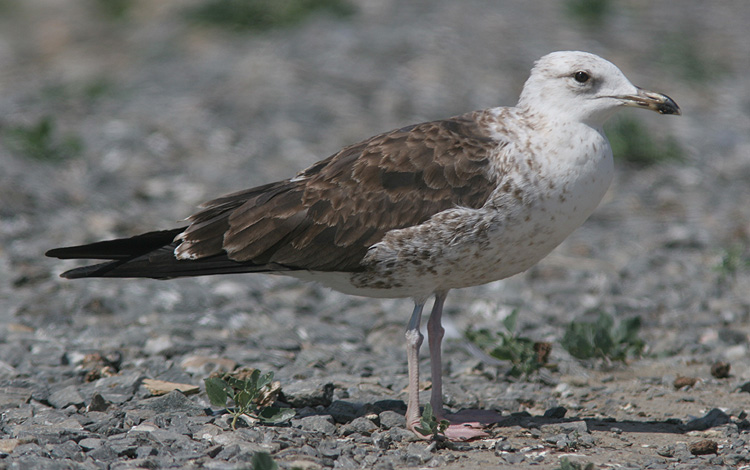 Larus fuscus