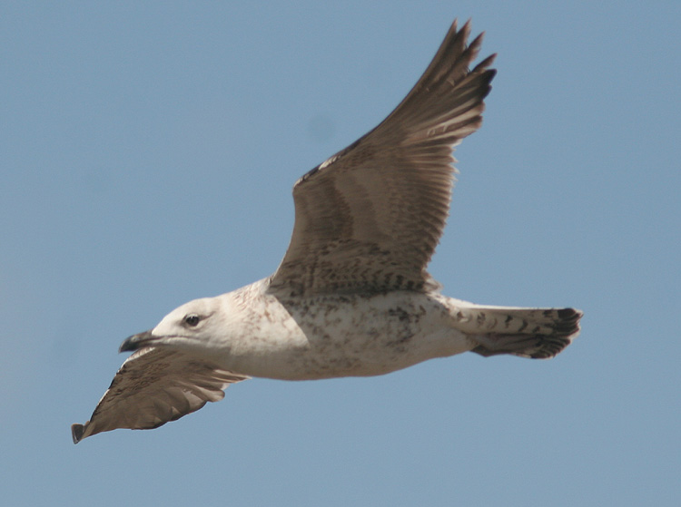 Larus (f.) heuglini