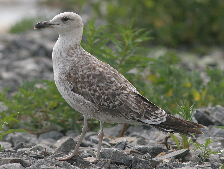 Larus fuscus