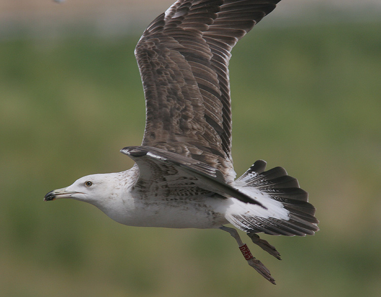 Larus fuscus