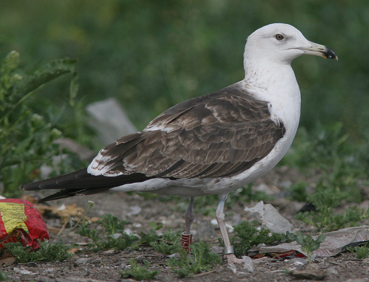 Larus fuscus