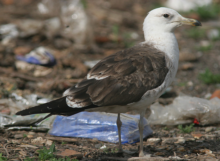 Larus fuscus