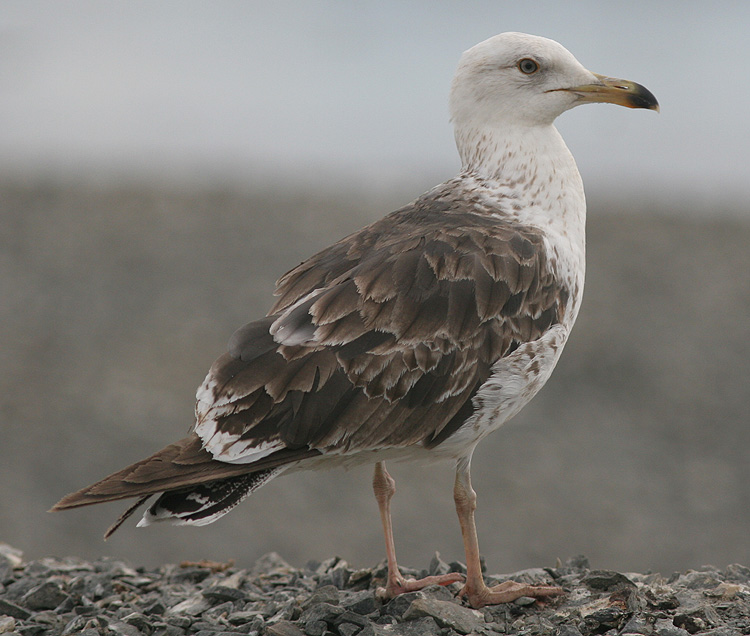 Larus fuscus