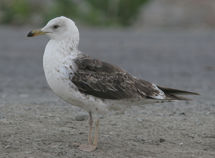 Larus fuscus