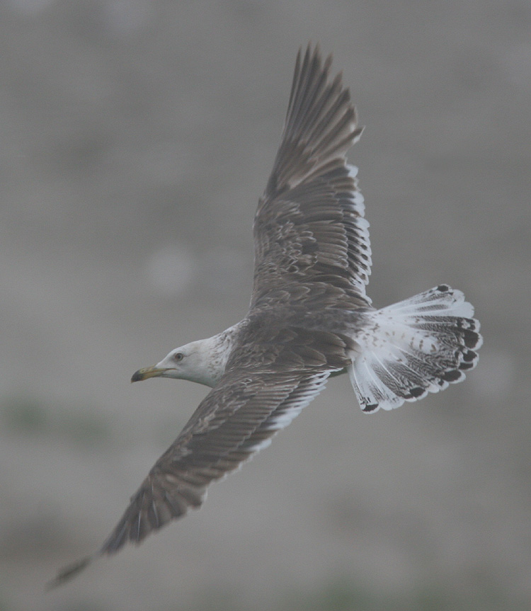 Larus fuscus