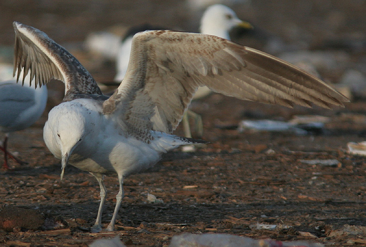 Larus (f.) heuglini