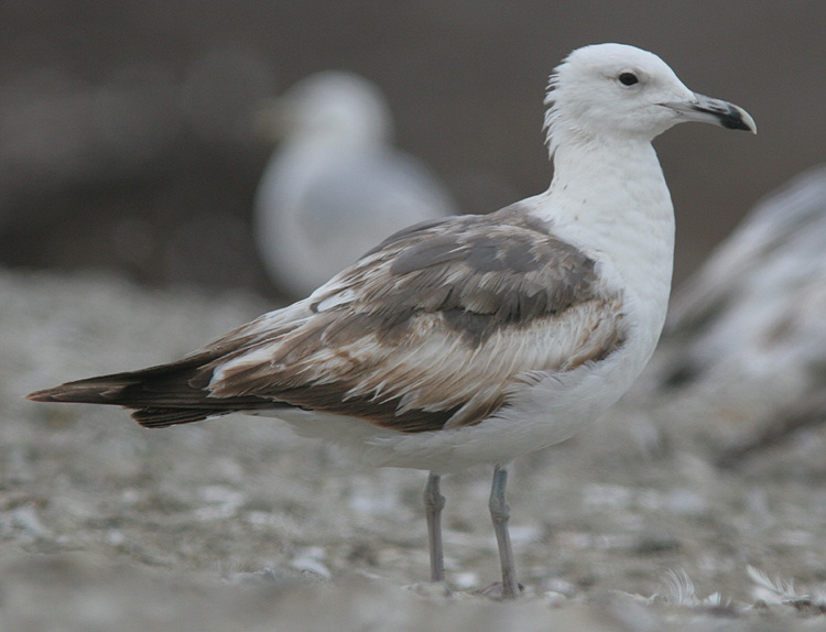 Larus (f.) heuglini