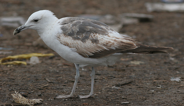 Larus (f.) heuglini