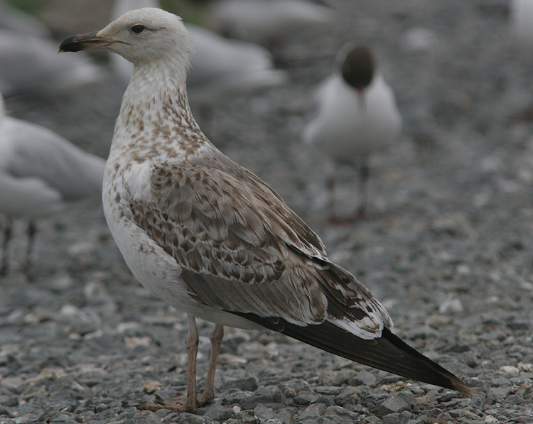 Larus (f.) heuglini