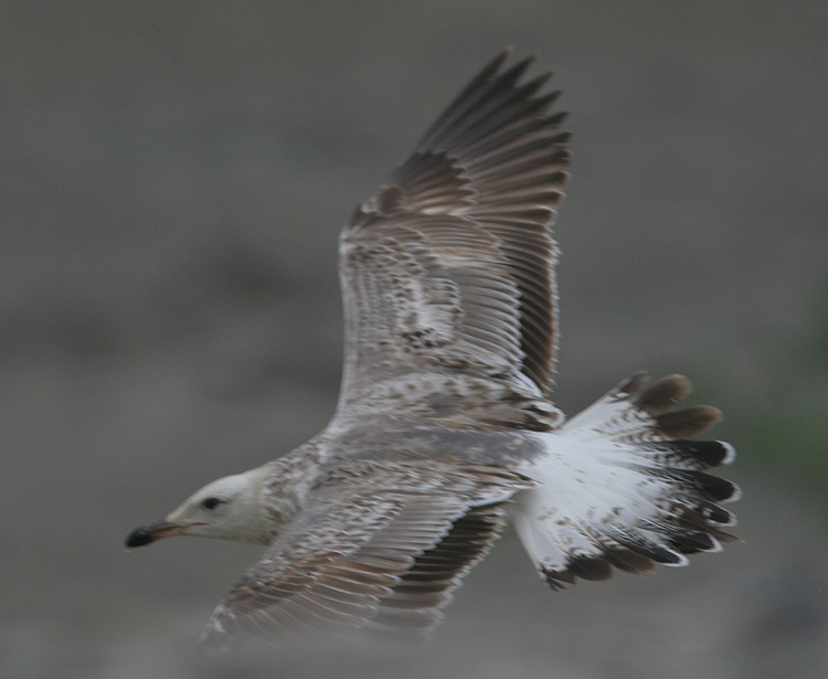 Larus (f.) heuglini