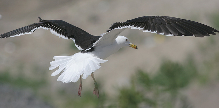 Larus fuscus