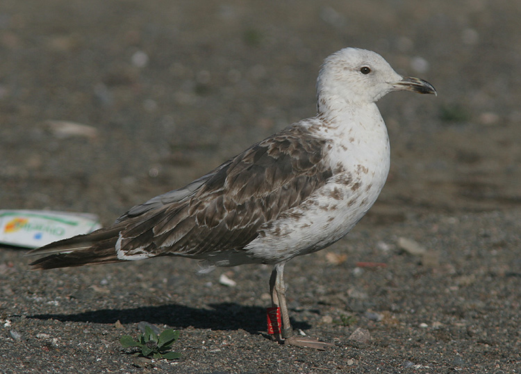 Larus fuscus