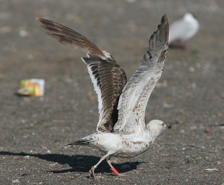 Larus fuscus