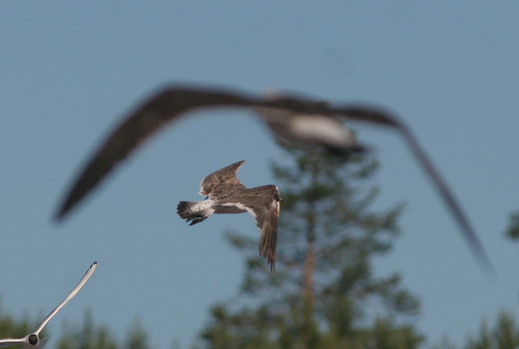 Larus fuscus