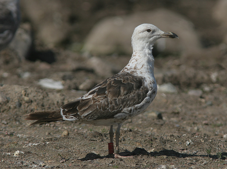 Larus fuscus