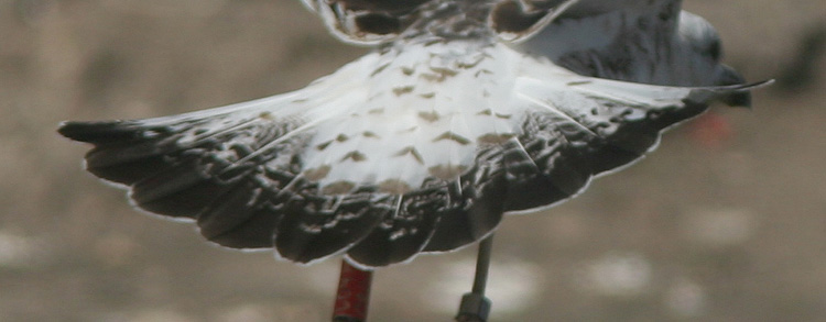 Larus fuscus