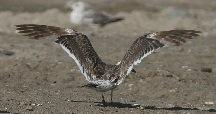 Larus fuscus
